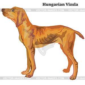 Colored decorative standing portrait of Hungarian - vector clip art