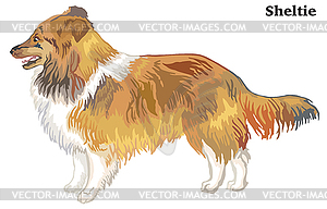 Colored decorative standing portrait of Sheltie - vector clipart