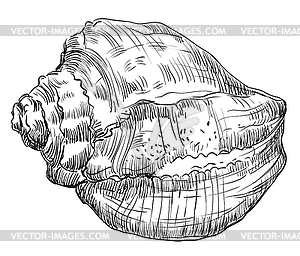 Hand drawing seashell-14 - vector image