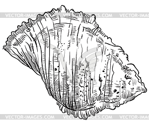 Hand drawing seashell-18 - vector clipart