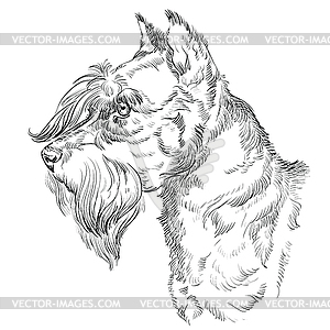 Miniature Schnauzer hand drawing portrait - white & black vector clipart