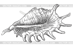 Hand drawing seashell-22 - vector clipart / vector image