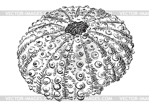 Hand drawing seashell-28 - white & black vector clipart