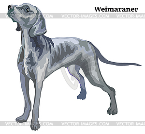 Colored decorative standing portrait of Weimaraner - vector image