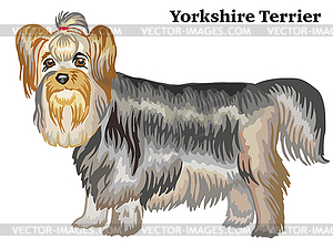 Colored decorative standing portrait of Yorkshire - vector image