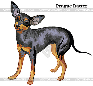 Цветной декоративный стоячий портрет собаки Прага - изображение в векторе