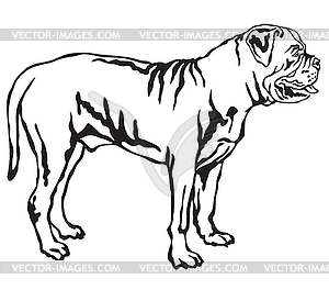 Decorative standing portrait of Boerboel - vector clipart