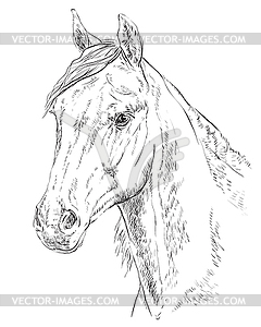 Horse portrait- - vector clipart