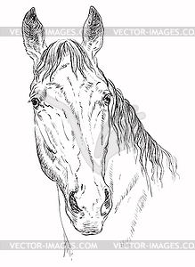 Horse portrait- - vector clipart