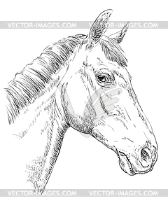 Horse portrait-10 - vector clipart