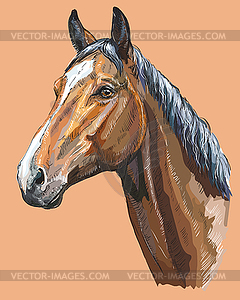 Colorful Horse portrait- - vector image