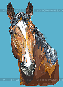 Красочный конь портрет- - векторный клипарт Royalty-Free
