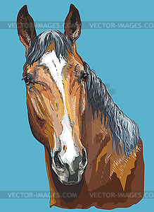 Colorful Horse portrait- - royalty-free vector image