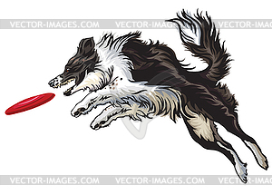 Border collie playing frisbee - vector clipart