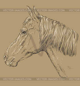 Horse portrait-9 on brown background - vector image