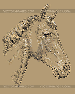 Horse portrait-10 on brown background - vector image