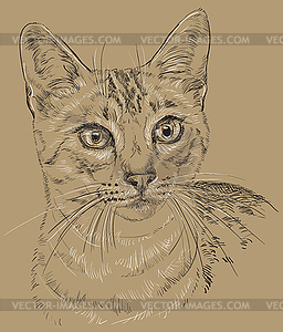 Египетский кот Мау в коричневом фоне - изображение в векторе