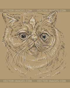 Экзотическая короткошерстная кошка на коричневом фоне - векторное изображение EPS