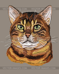 Colorful Bengal Cat - vector EPS clipart