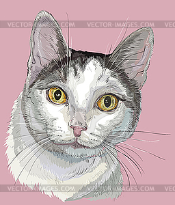 Colorful cat white and grey color - vector image