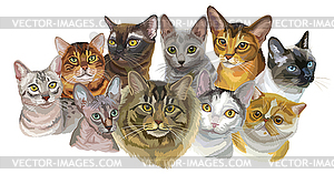 Set of cats breeds - vector clipart