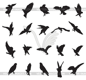 Set of eagle silhouettes- - vector image