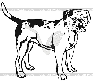 Decorative standing portrait of American Bulldog - vector clip art