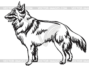 Decorative standing portrait of Belgian Shepherd - vector clipart