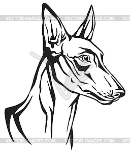 Decorative portrait of Pharaoh Hound - vector image