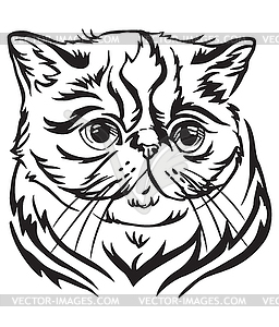 Decorative portrait of Exotic Shorthair Cat - vector image