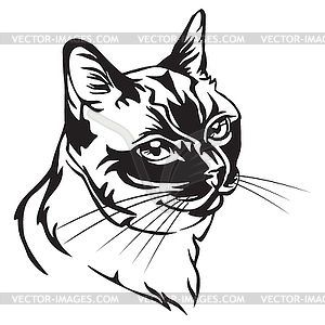 Декоративный портрет тайской кошки - иллюстрация в векторе