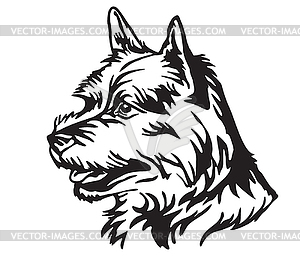 Decorative portrait of Dog Norwich Terrier - vector clip art