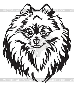 Decorative portrait of Dog Pomeranian Spitz - vector image