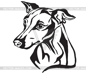 Decorative portrait of Dog Italian Greyhound - white & black vector clipart