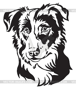 Decorative portrait of Dog Border Collie - vector clipart