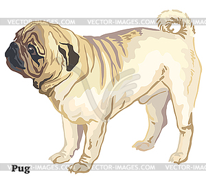 Colored decorative standing portrait of dog Pug - vector clip art