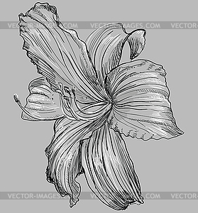 Grey flower  - vector image