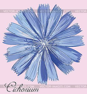 Colorful flower  - vector clip art