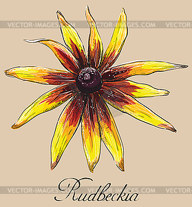 Colorful flower  - vector image