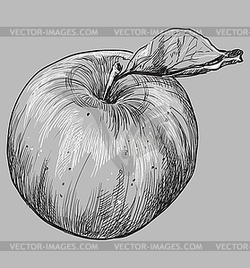 Grey fruit- - vector clipart