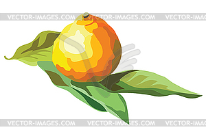 Fruit- - vector image