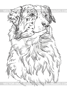 Australian shepherd hand drawing portrait - vector clipart