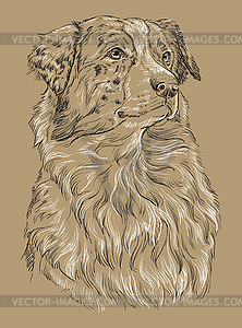 Monochrome Australian shepherd hand drawing portrait - vector image