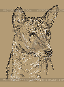 Monochrome Basenji hand drawing portrait - vector image