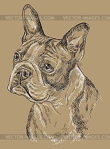 Monochrome Boston terrier hand drawing portrait - vector image