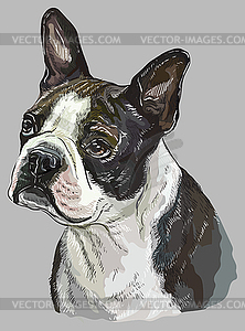 Boston terrier colorful hand drawing portrait - vector image