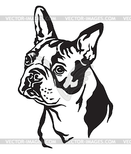 Decorative portrait of Dog Boston terrier - vector clipart