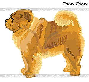 Colored decorative standing portrait of Chow Chow - vector image