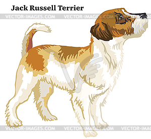 Colored decorative standing portrait of Jack Russel - vector clipart