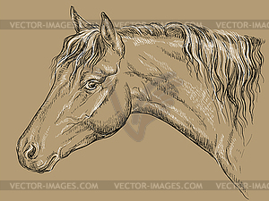 Horse portrait-11 on brown background - vector EPS clipart